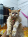 Pure persian cat for sell